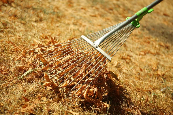 Fallen leaves and rake — Stock Photo, Image