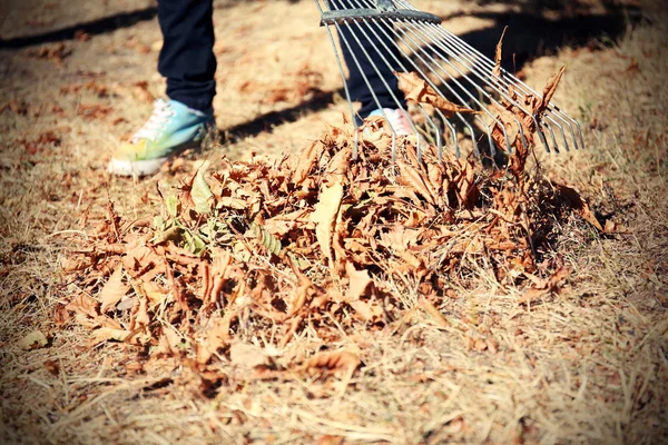 Fallen leaves and rake — Stock Photo, Image