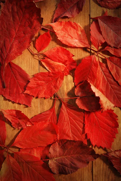 Fond de feuilles d'automne rouges sur table en bois, gros plan — Photo