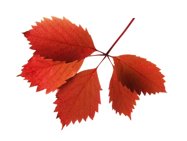 Belles feuilles rouges et brunes isolées sur blanc — Photo