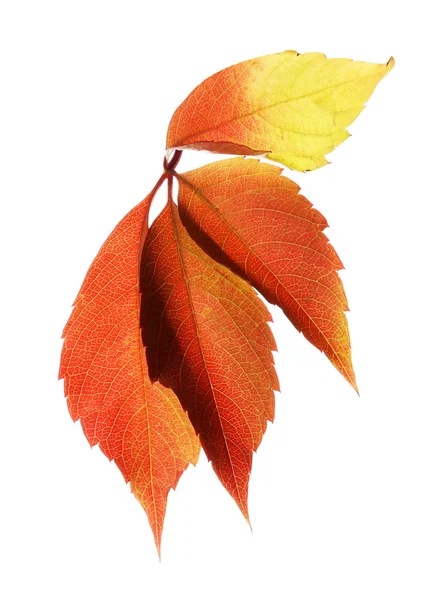 美丽秋天的树叶上白色隔离 — 图库照片