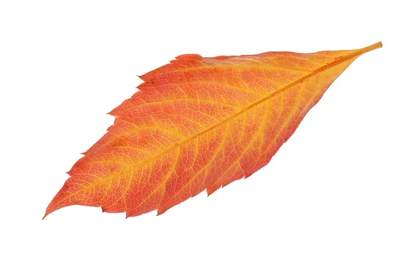 Hoja roja y amarilla de otoño aislada sobre blanco — Foto de Stock