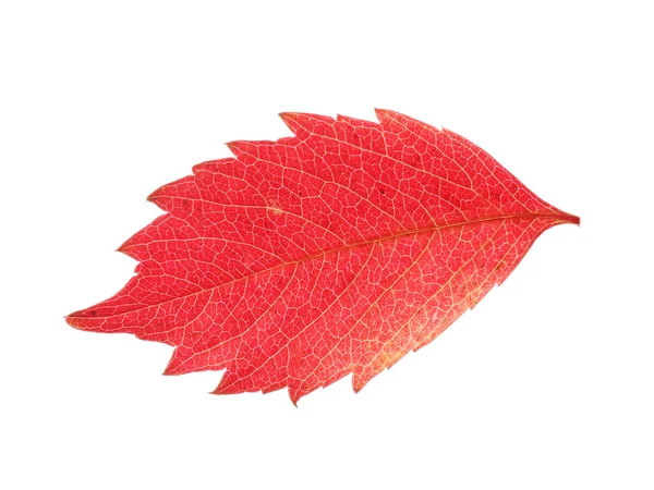 Autumn bright pink leaf isolated on white — Stock Photo, Image