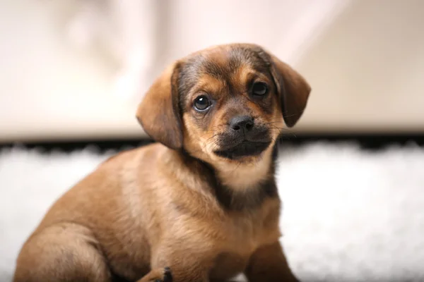 Симпатичный щенок на ковре дома — стоковое фото