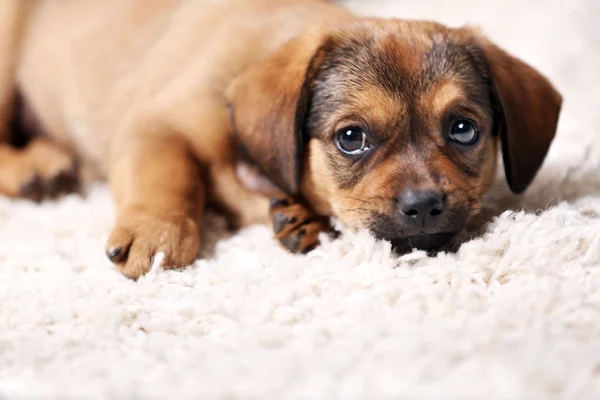 Schattige puppy op tapijt thuis — Stockfoto