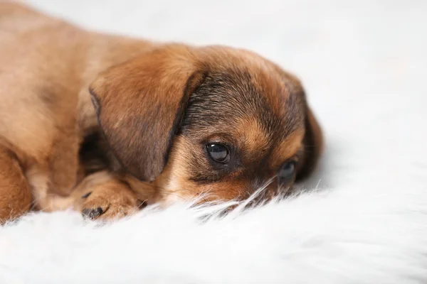 Schattige puppy op tapijt thuis — Stockfoto