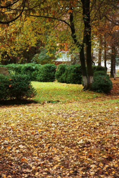 Podzimní park s keře — Stock fotografie