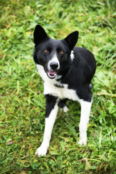 Verdwaalde hond op groen gras — Stockfoto