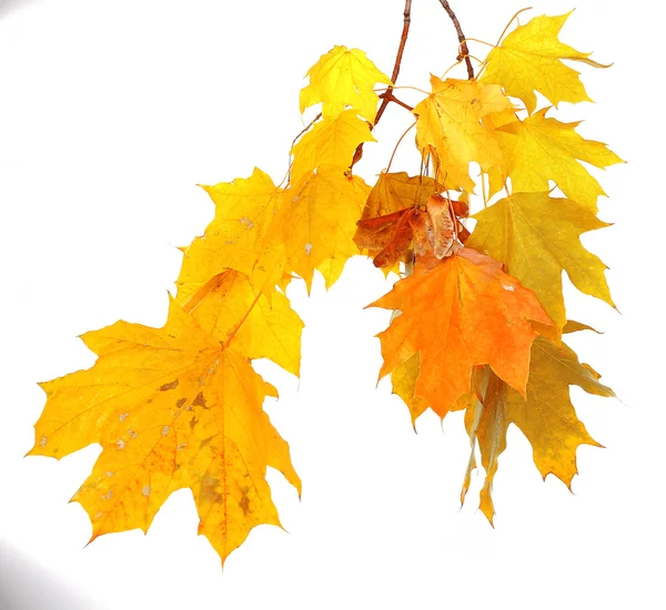 Branch with maple leaves — Stock Photo, Image