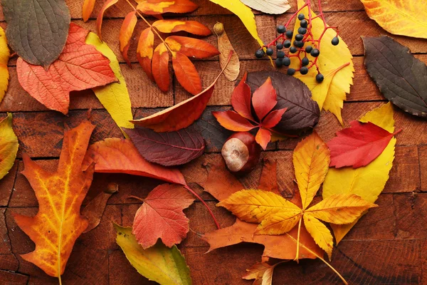 Autumn leaves background — Stock Photo, Image