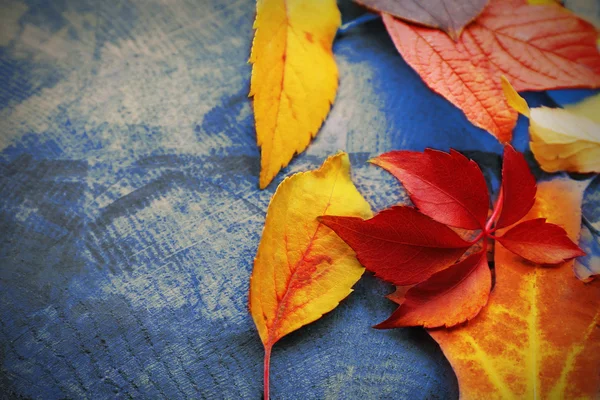 Colourful and bright fallen autumn leaves — Stock Photo, Image