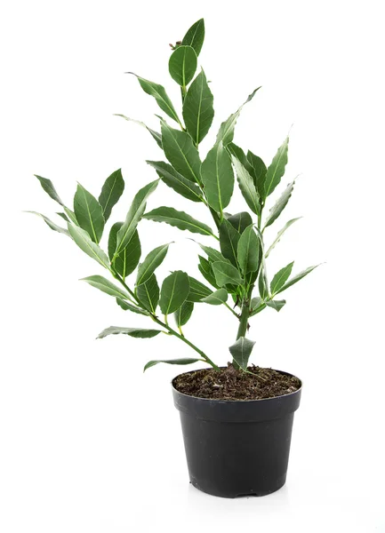 Fresh tree with bay leaves in flowerpot — Stock Photo, Image