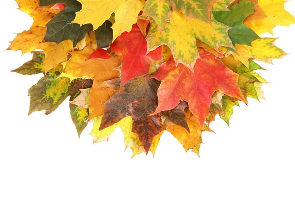 Foglie d'acero autunnale — Foto Stock