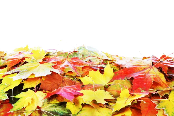 Haufen Ahornblätter im Herbst — Stockfoto