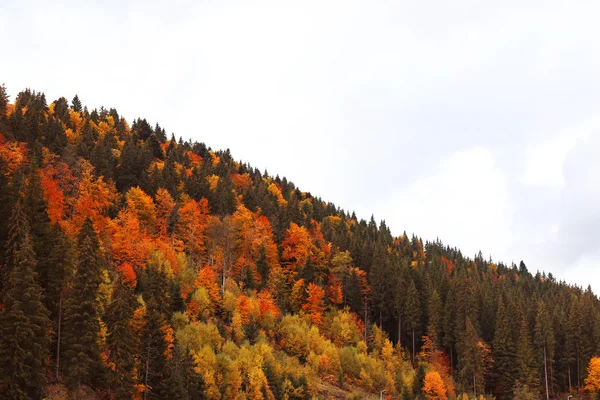 Hory na podzim s oranžovými stromy — Stock fotografie