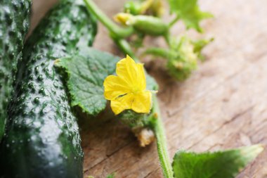 Doğal taze salatalık ile yapraklar  