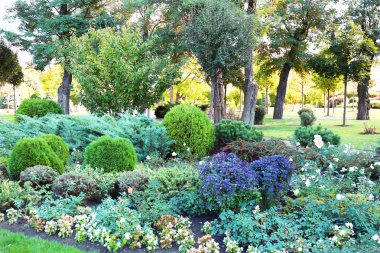 Çalılar ve çiçekler ile Park
