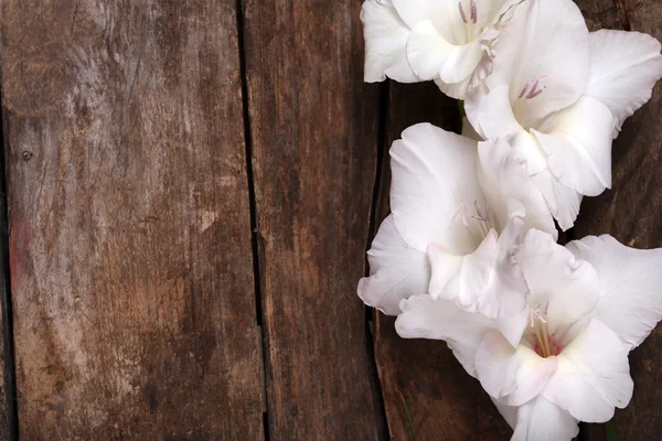 Vackra gladiolus på trä bakgrund — Stockfoto