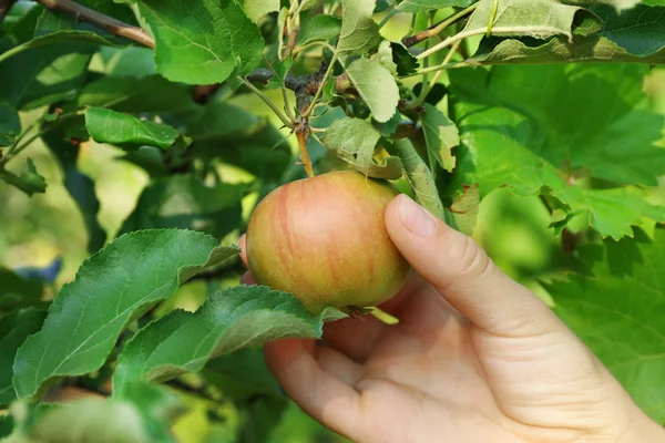 Vrouwelijke hand plukken apple — Stockfoto