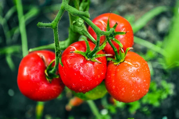 Tomaten groeien in tuin — Stockfoto