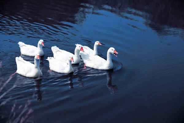 Ganzen op water — Stockfoto