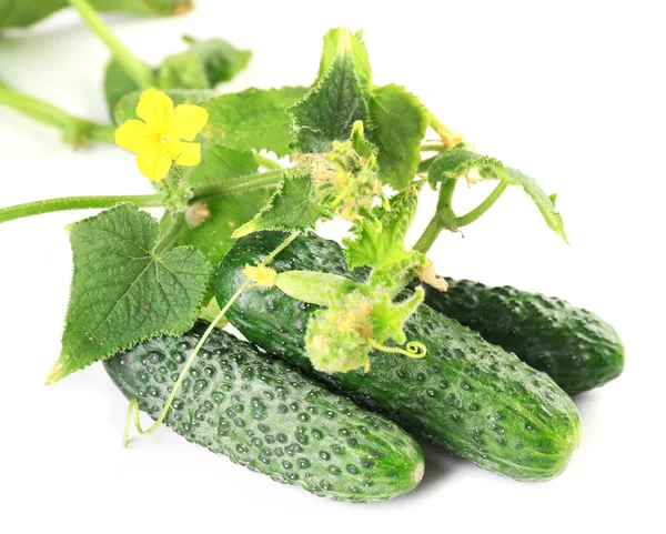 Komkommers met bladeren geïsoleerd op witte achtergrond — Stockfoto