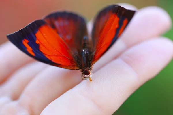 Красочная бабочка в женской руке — стоковое фото