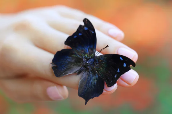 Красочная бабочка в женской руке — стоковое фото