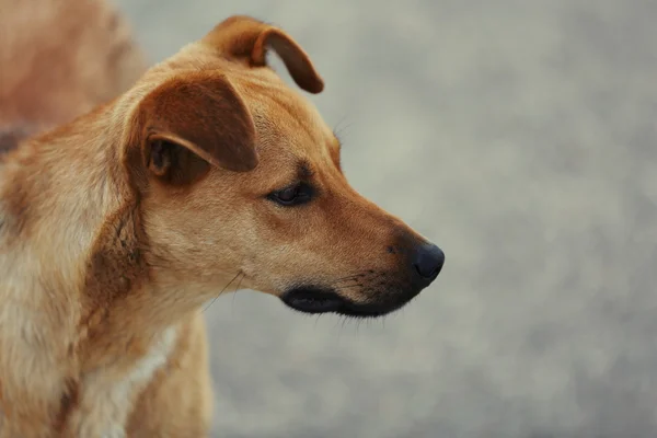 Streunender Hund im Freien — Stockfoto