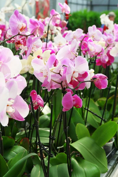 Orquídea Flores para venda — Fotografia de Stock