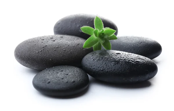 Stapel stenen en een groene bloem — Stockfoto