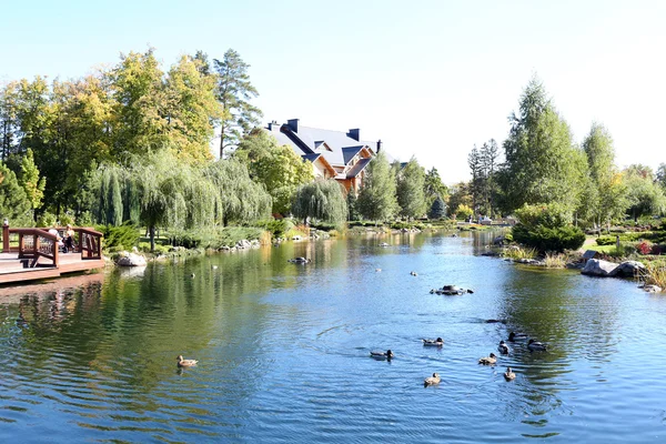Озеро с утками в парке — стоковое фото