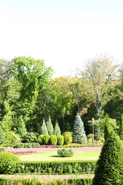 Grön park på sommaren — Stockfoto