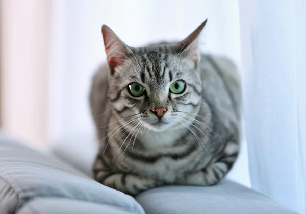 Beautiful cat near window close-up — Stock Photo, Image