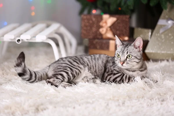 Mooie kat in de buurt van kerstboom met decoratie — Stockfoto