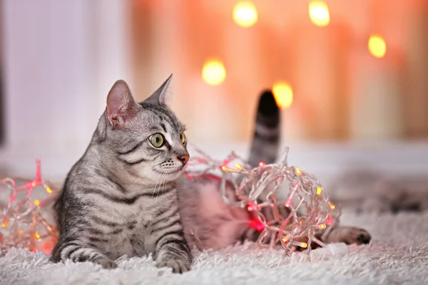 Gato bonito no fundo de luz — Fotografia de Stock