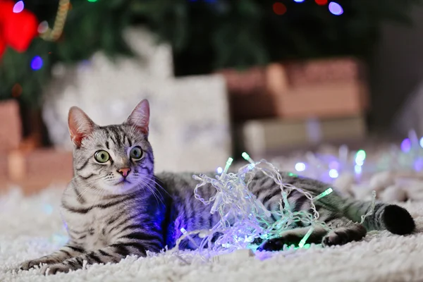 Beautiful cat near Christmas tree with decoration — Stock Photo, Image