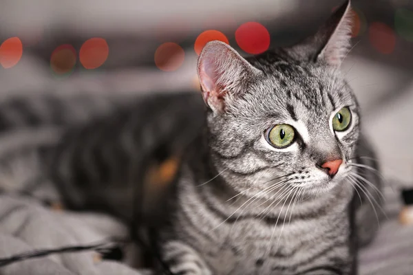 Красива кішка біля ялинки з прикрасою — стокове фото