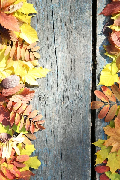Colorful autumn leaves — Stock Photo, Image