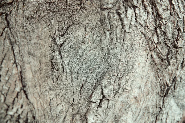 Кора на фоні дерева — стокове фото