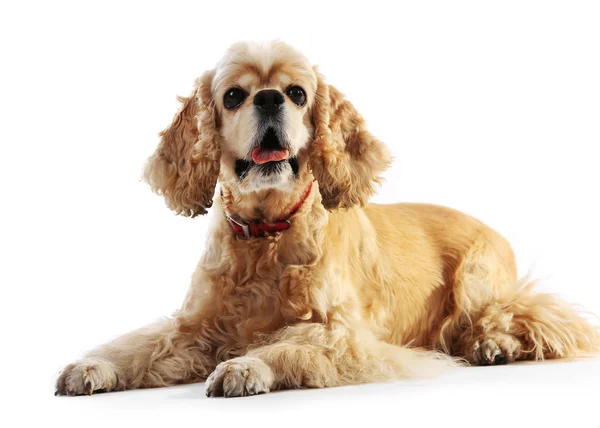 Amerikanischer Cockerspaniel — Stockfoto