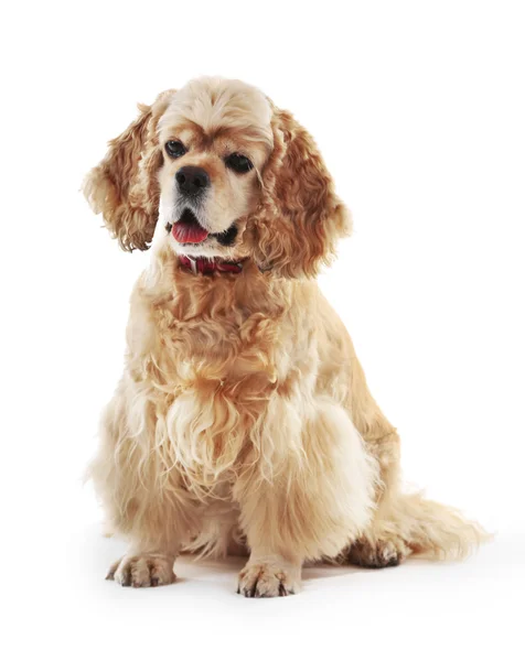 American cocker spaniel isolado em branco — Fotografia de Stock