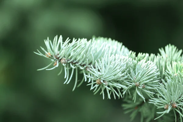Зеленая ветвь елки Стоковое Фото