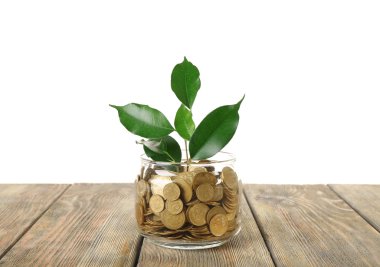 Paralar kapta büyüyen bitki