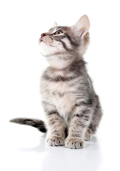 Симпатичный серый котенок — стоковое фото