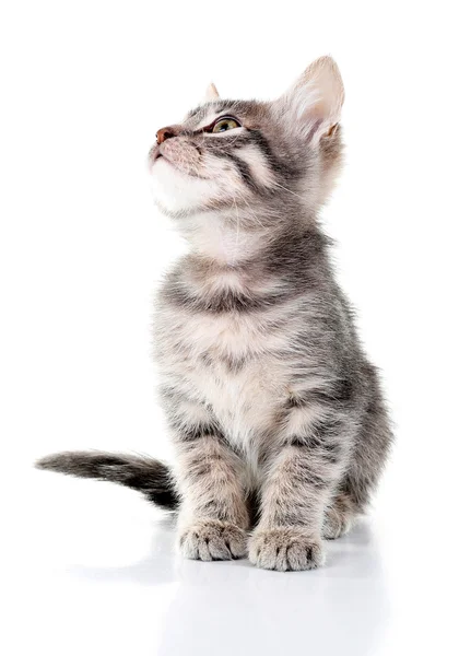 Lindo gatito gris — Foto de Stock