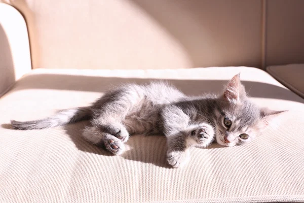 Серый котёнок лежит на диване — стоковое фото