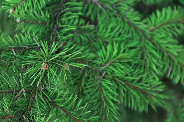 Albero di pino sfondo — Foto Stock