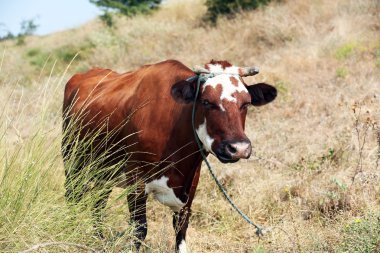 Yaz mera üzerinde inek