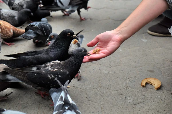 Girl feeding pigeons — Stock Photo, Image